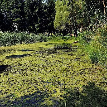 Zielona Samotnia Czaplinek