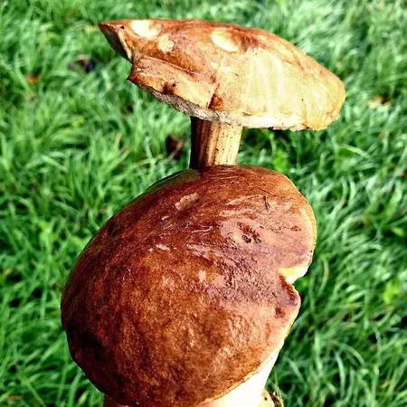Zielona Samotnia *