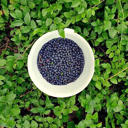 Zielona Samotnia Apartamento