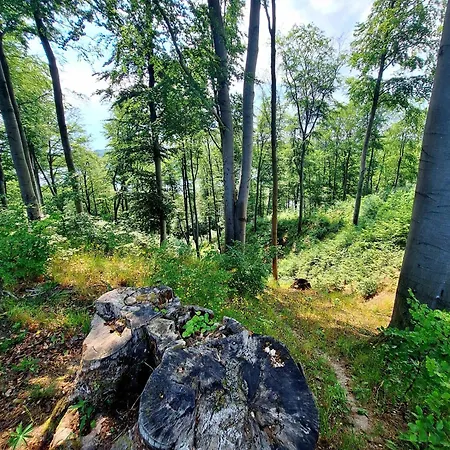 Apartamento Zielona Samotnia *