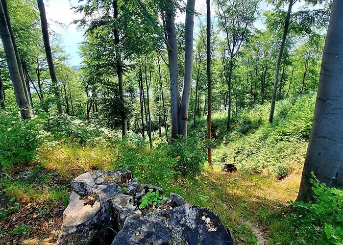 Апартаменты Zielona Samotnia *